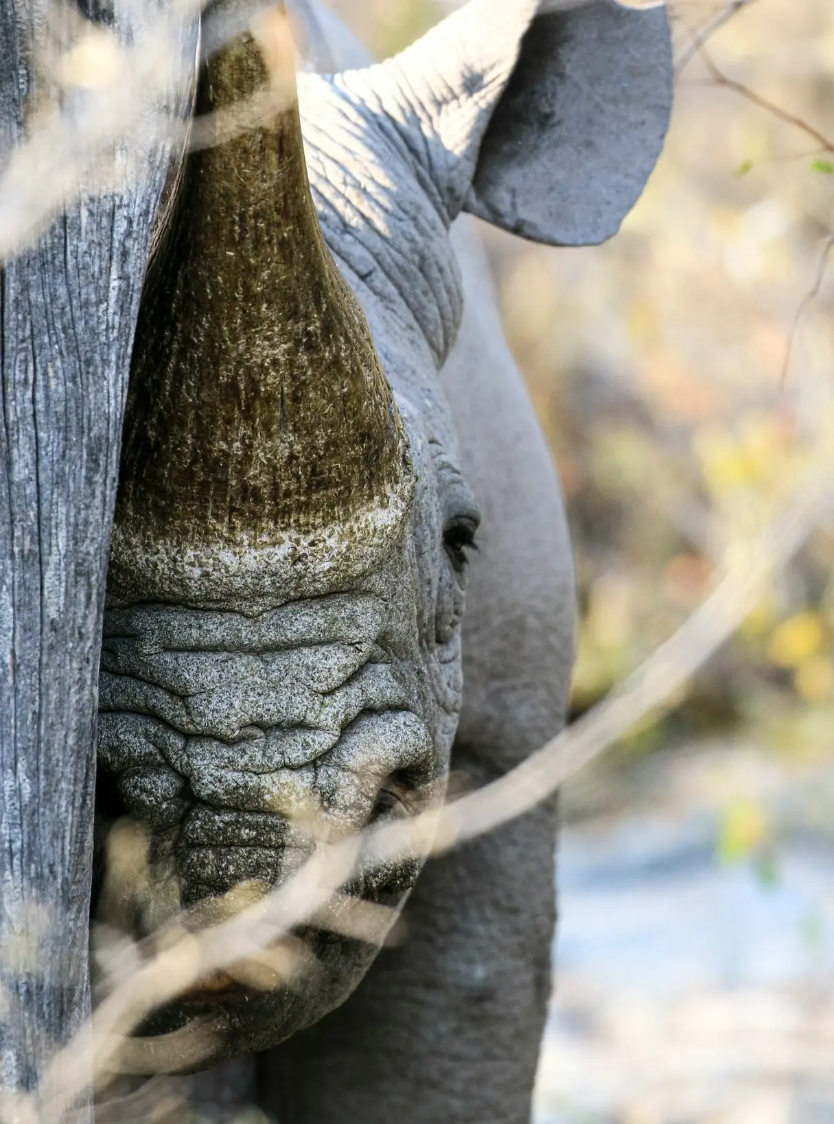 a close up of an rhino